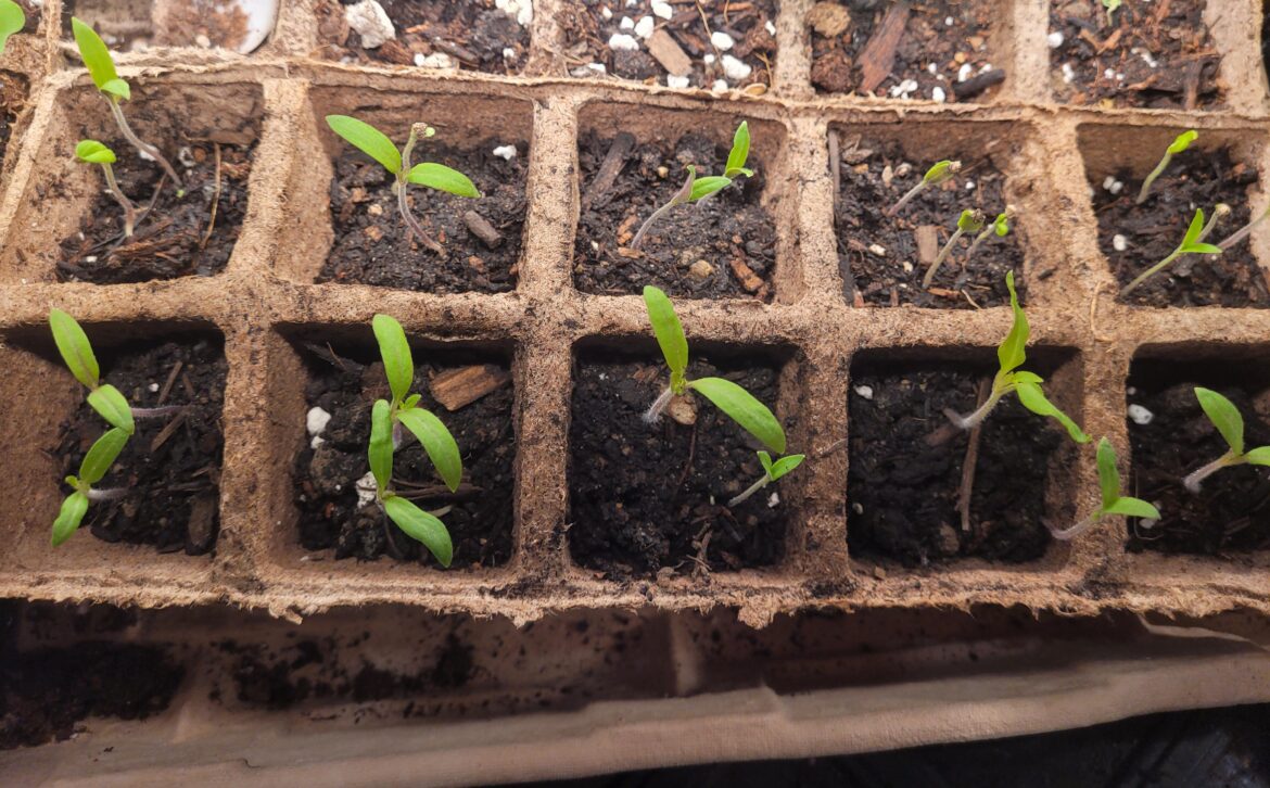 When to pot up?