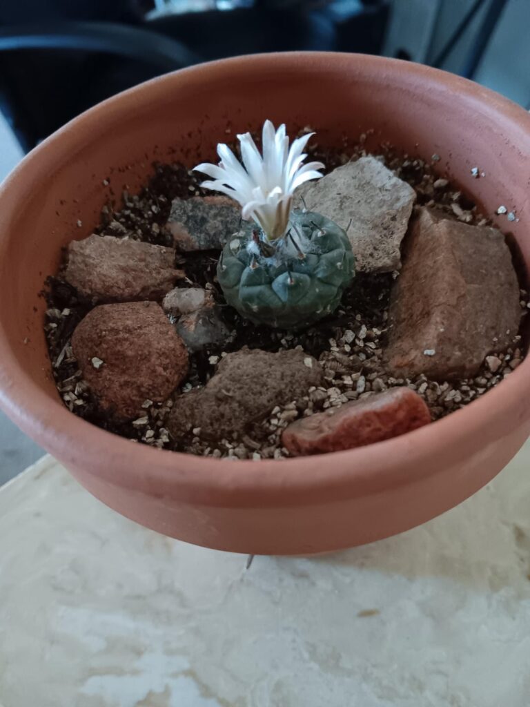 Blooming turbi!!
