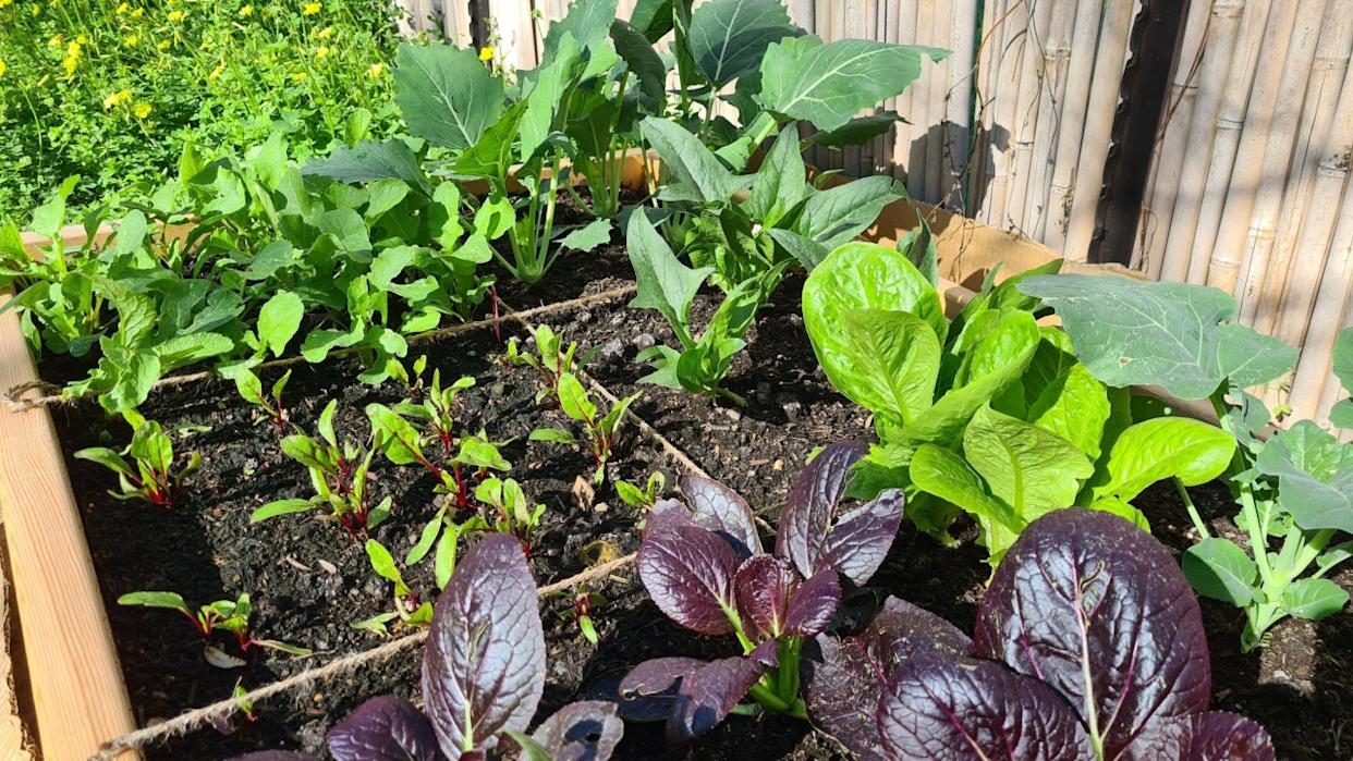 growing organic vegetables in a square food gardening method. The vegetables are growing in a raised bed, full of mature green compost with nod-dig gardening.