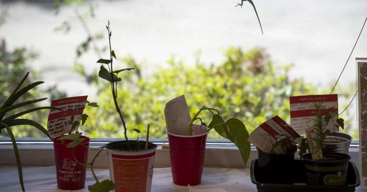Lowcountry libraries offer selection of seeds to patrons Lowcountry libraries offer selection of seeds to patrons