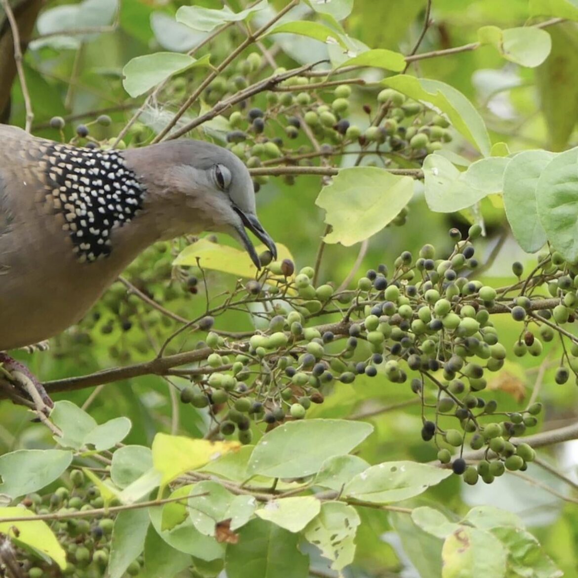 What is this fruit the dove is eating?
