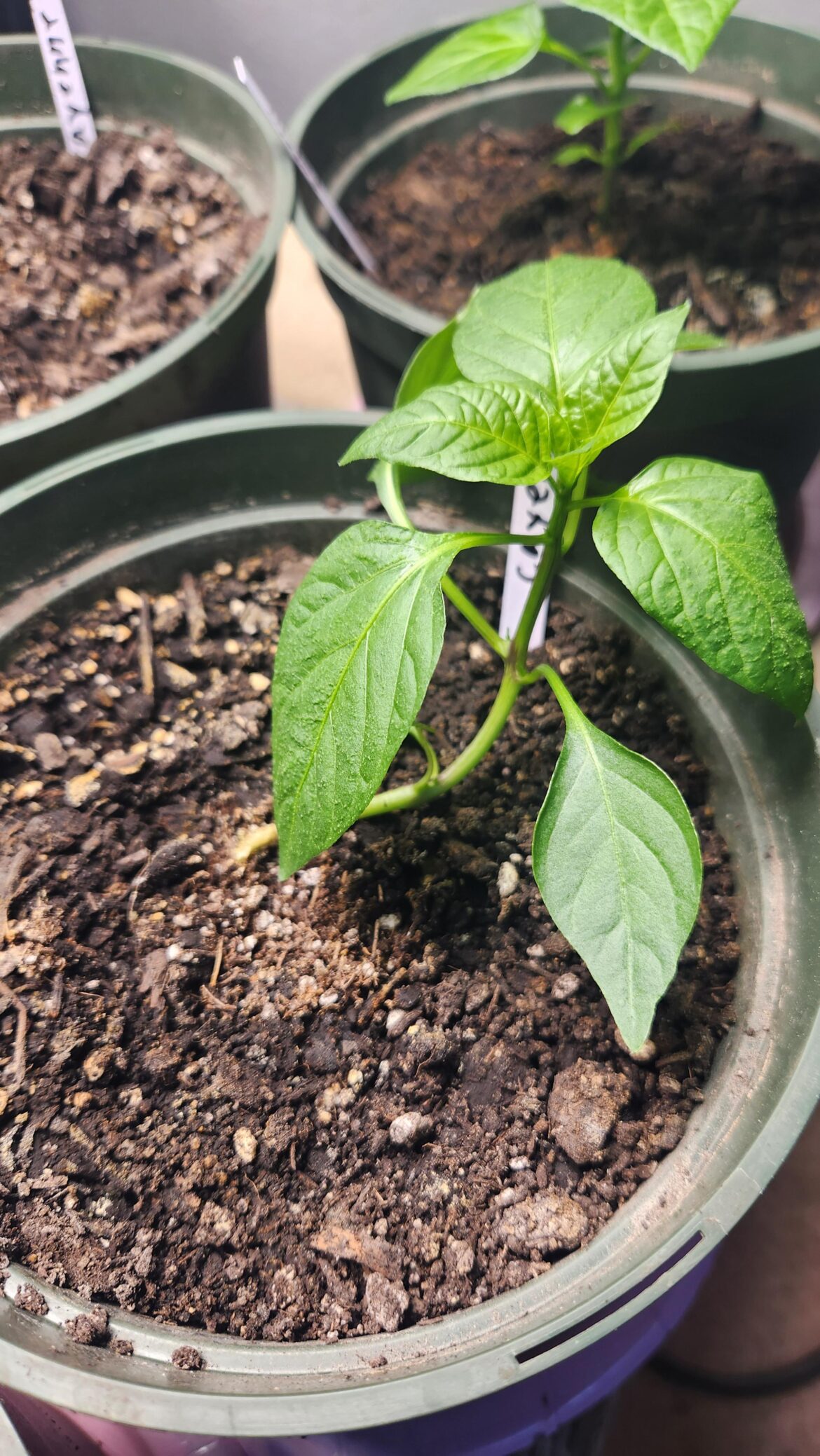 Ever had a pepper plant just, fall over? What should I do?