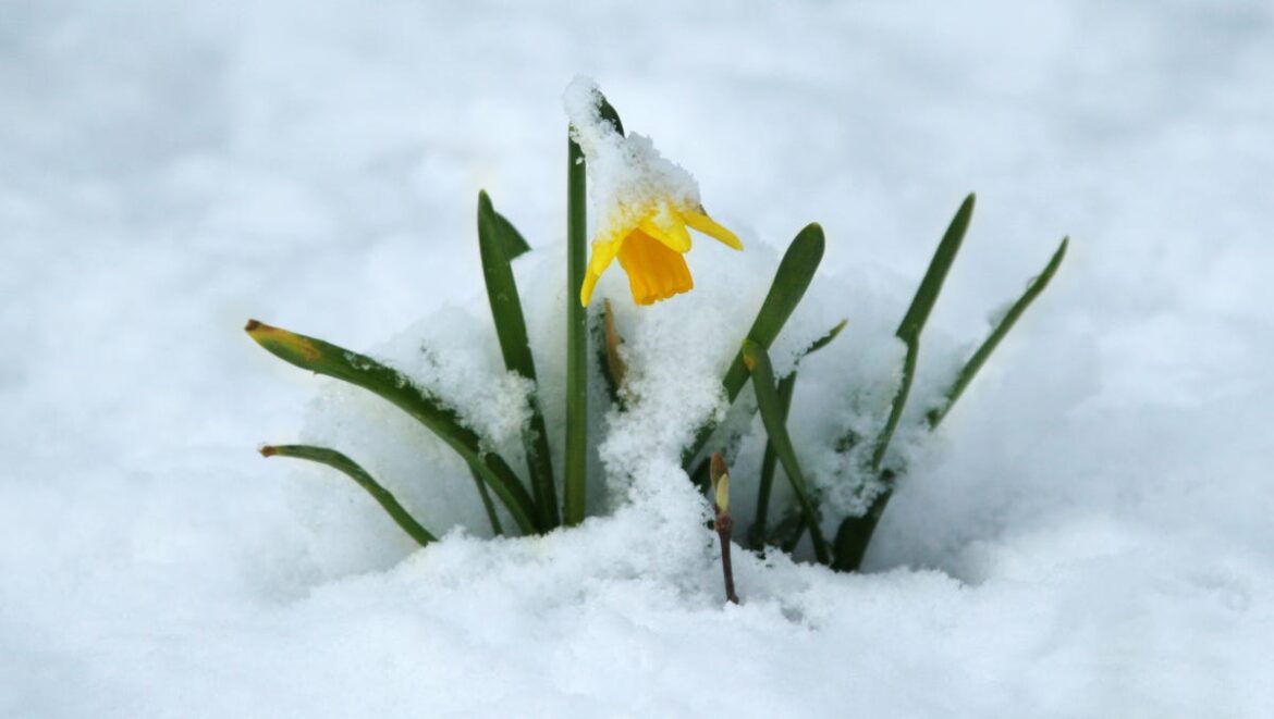 Time in a Garden: Spring’s awakening Time in a Garden: Spring’s awakening