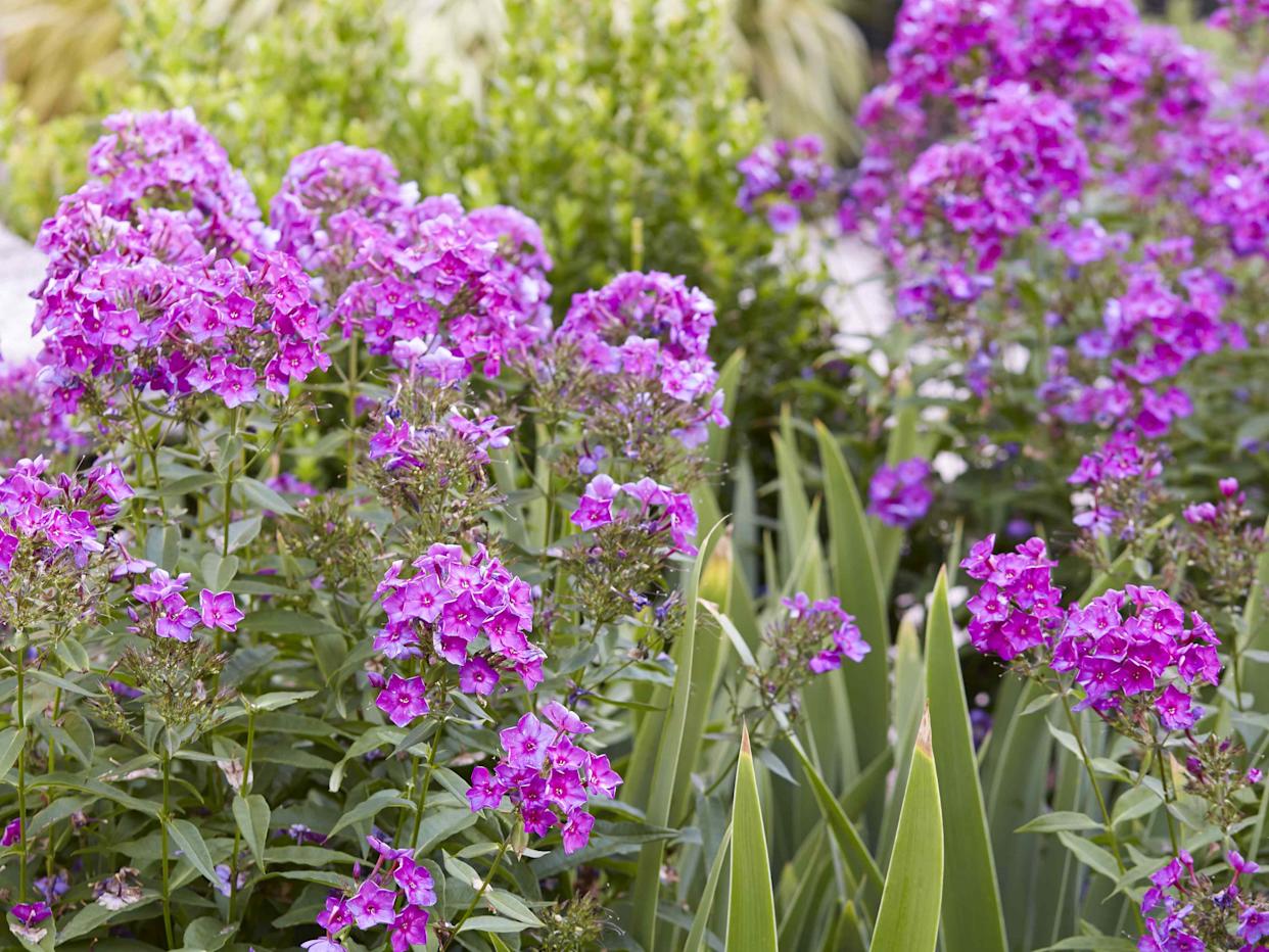 Credit: Blaine Moats