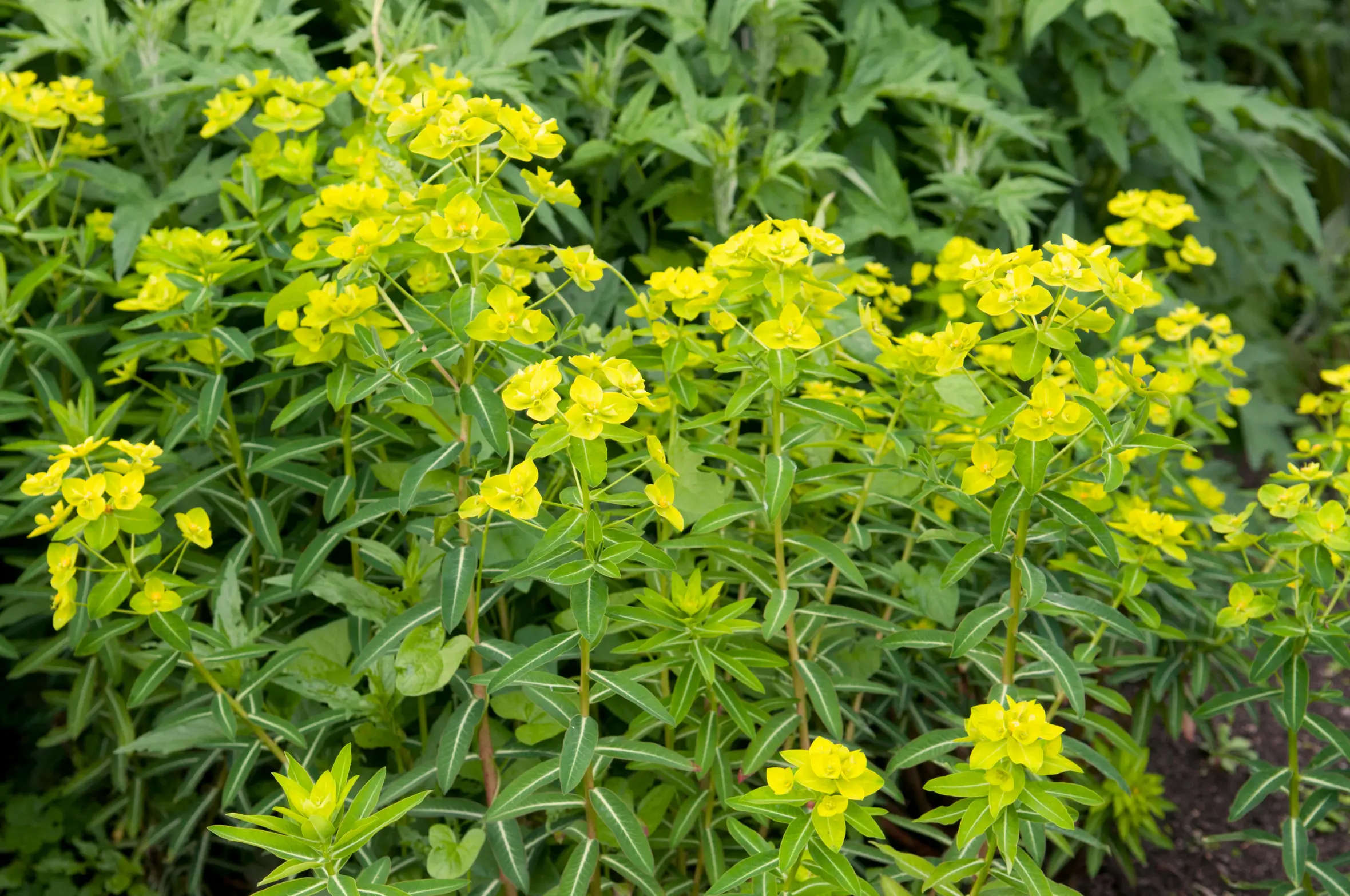 Wallich's spurge plants with bright yellow-green flowers.