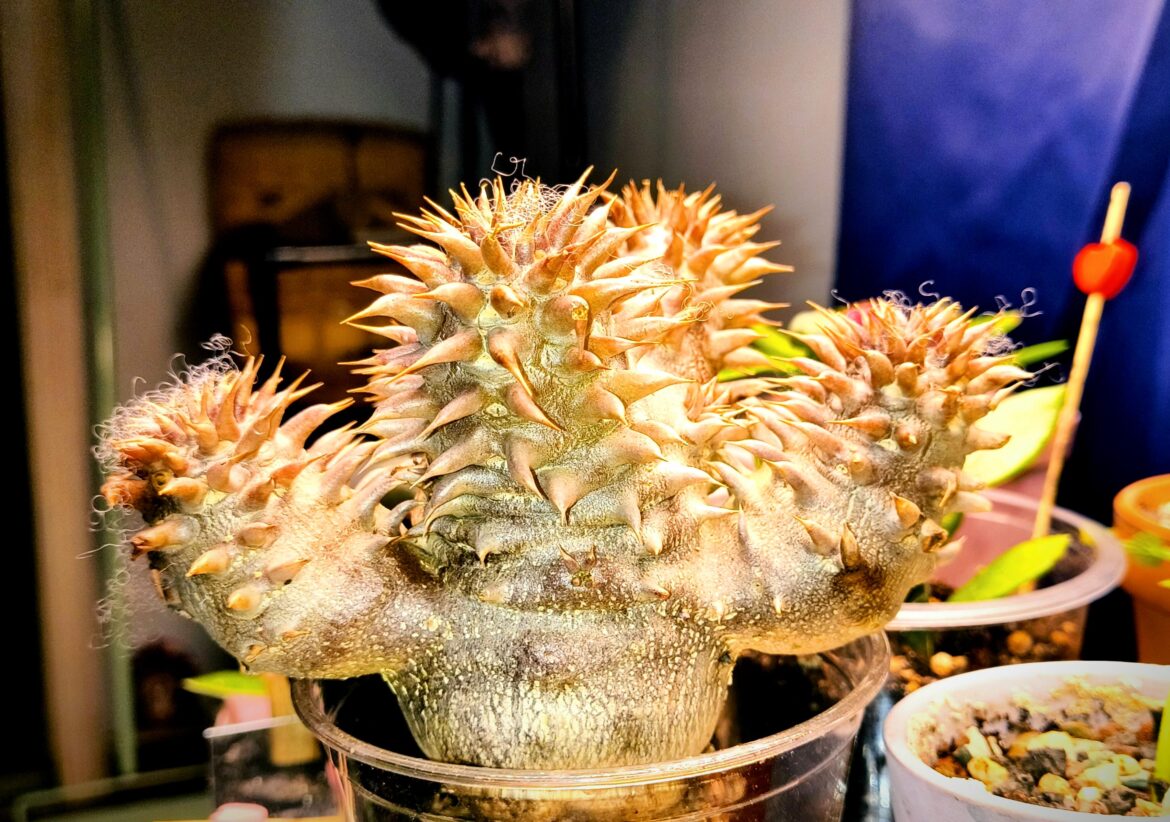 My new pachy