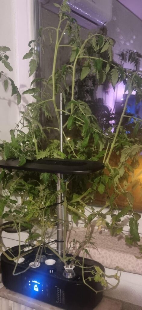 Jack and the Beanstalk