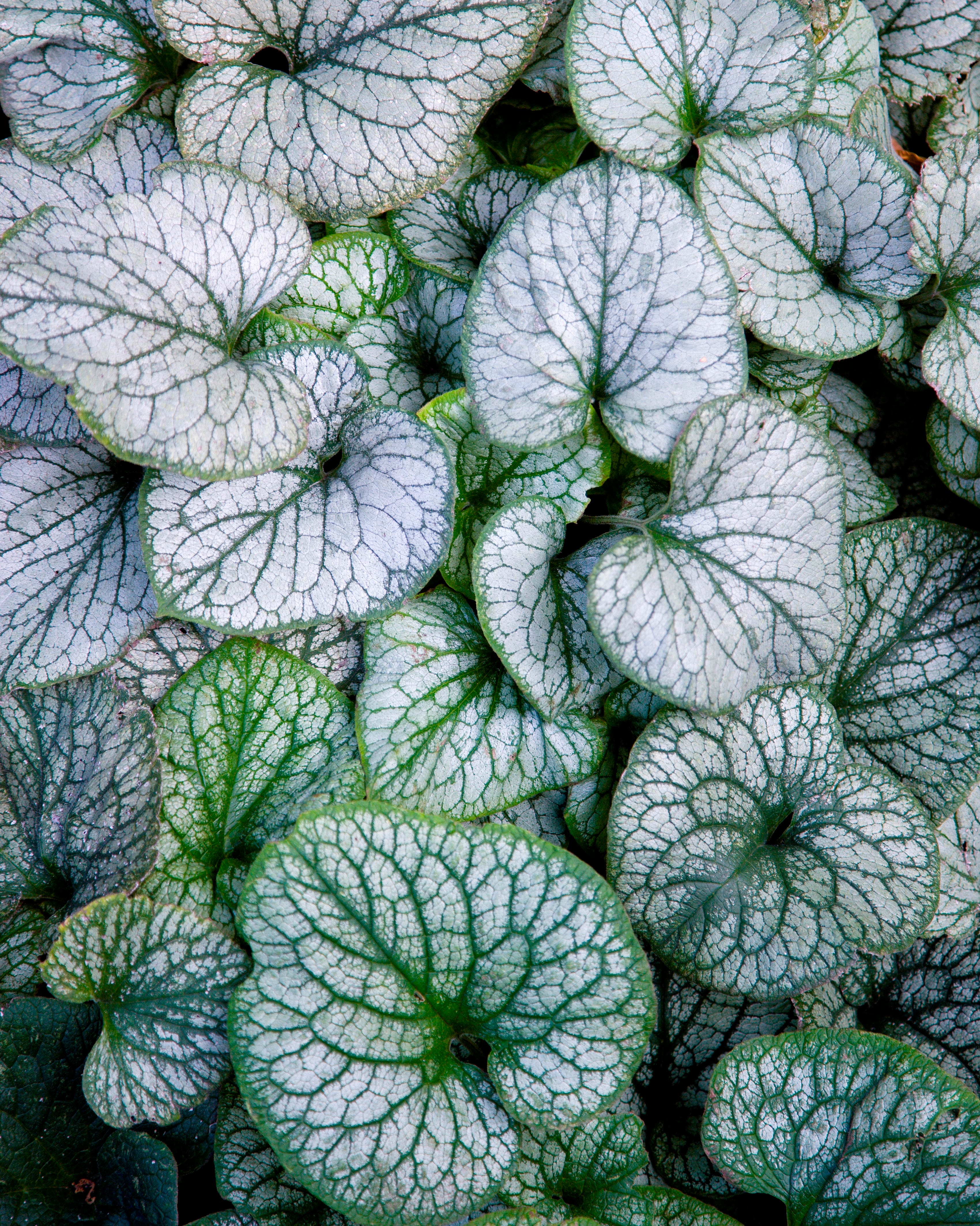 siberian bugloss 'jack frost'