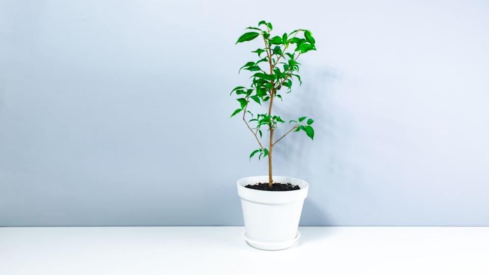 Small beautiful houseplant Dwarf Ficus Benjamin or Weeping Fig Tree in an white small flowerpot on white-gray background. Concept of care and cultivation of indoor home plants.