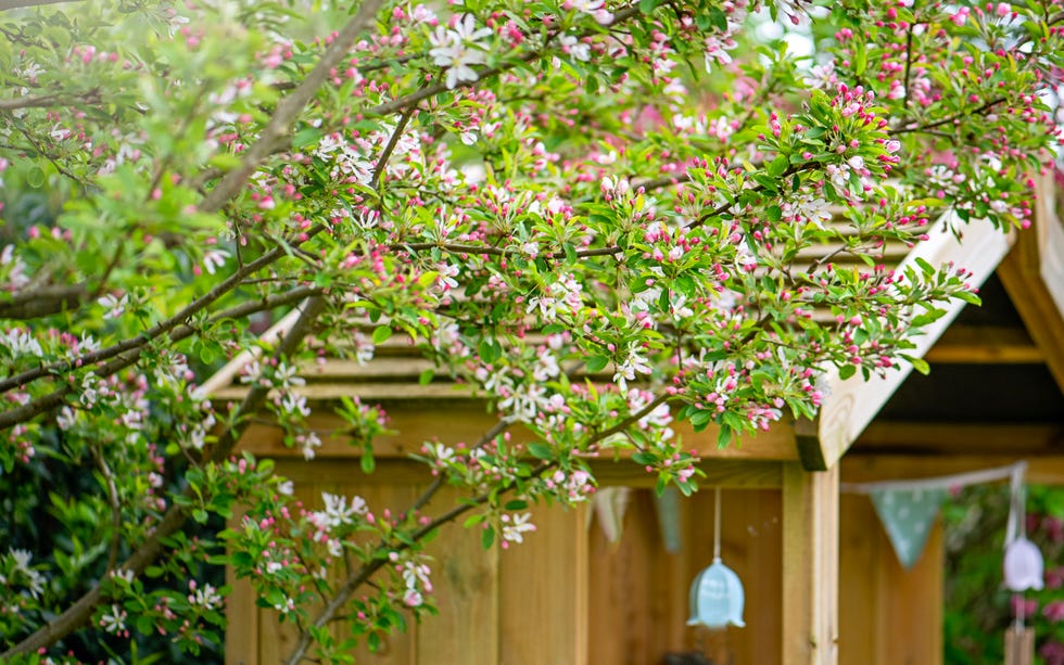 beautiful spring flowering white and pink crab apple blossom also known as malus sylvestris growing over a wooden garden perdola