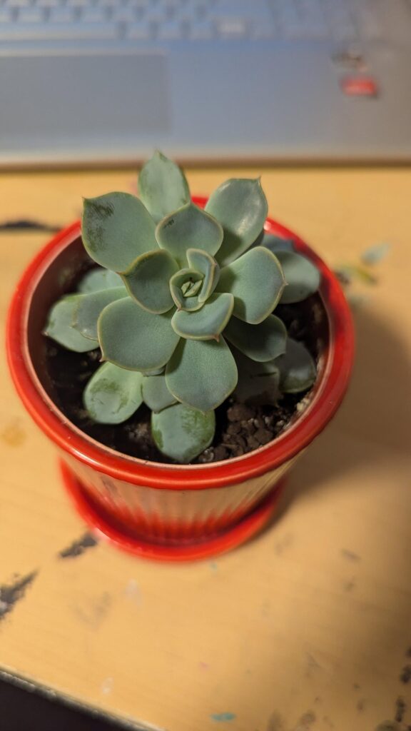 New here, how can I take care of it correctly?