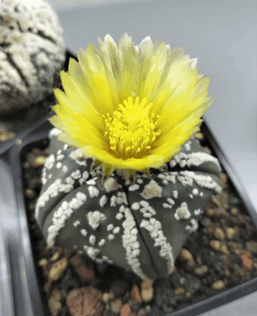 Весна пришла