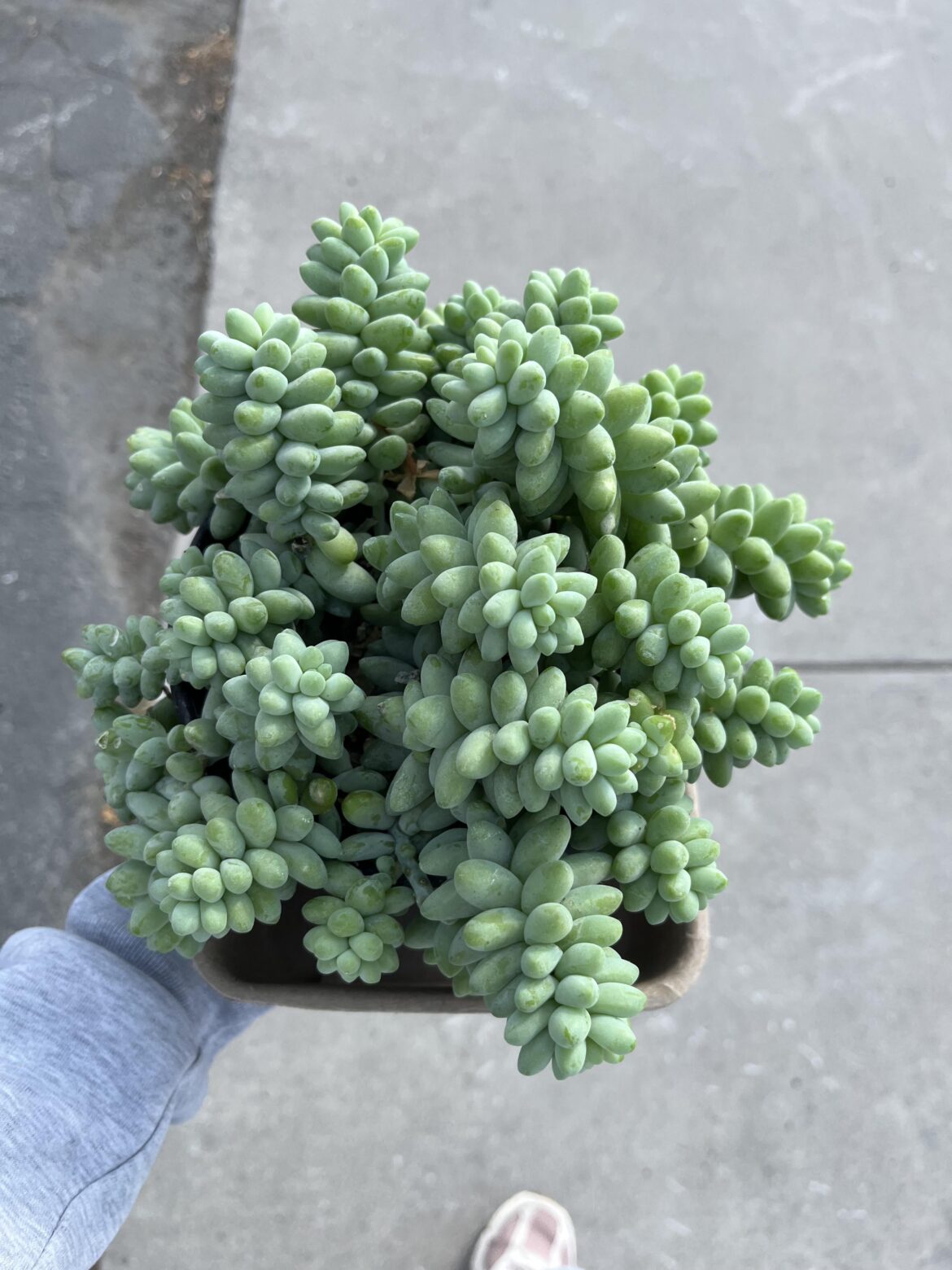 Scored the juiciest sedum in my area