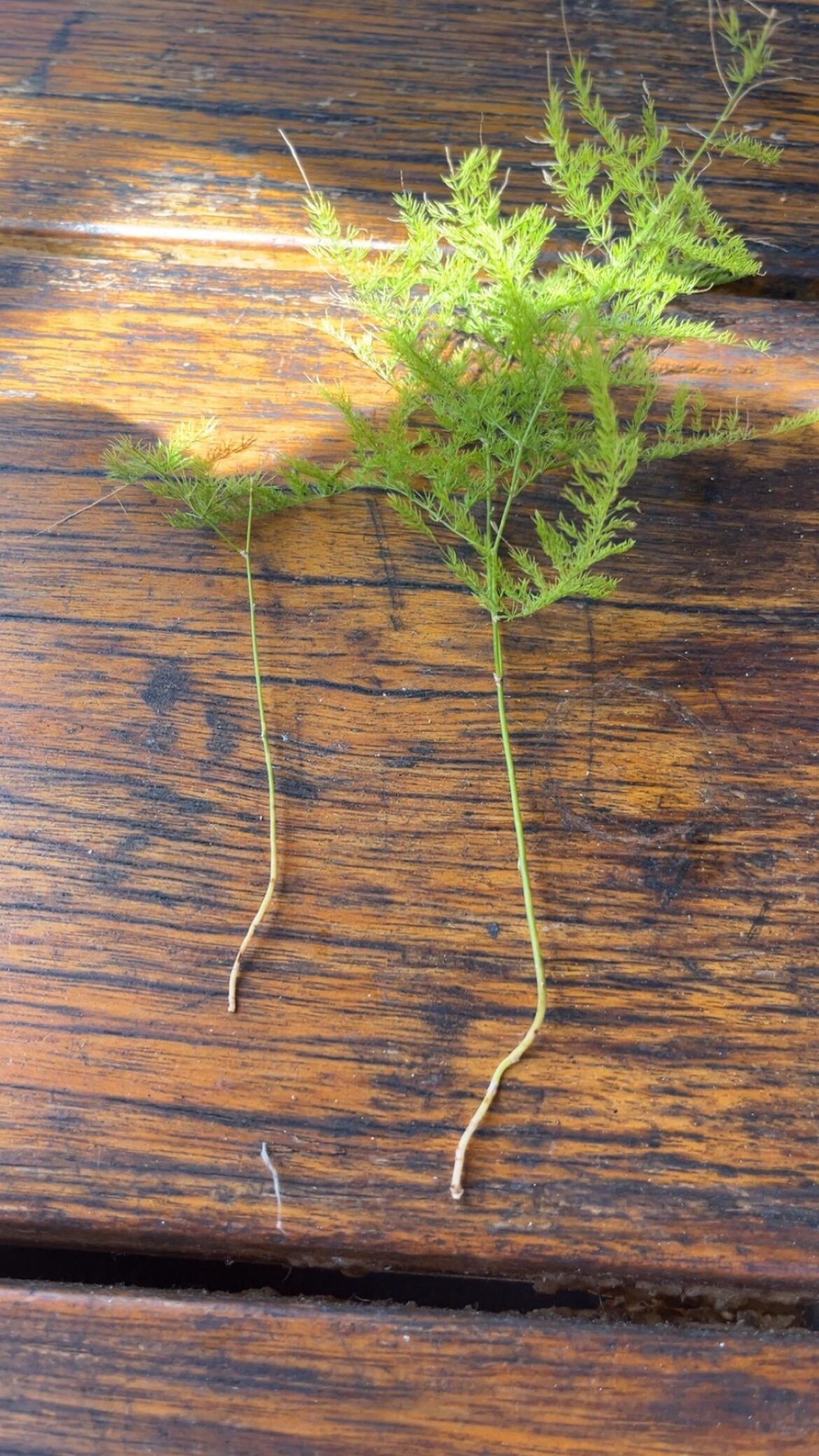 Is it possible to get these to grow roots?