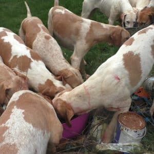 The hounds drinking from buckets in the private garden