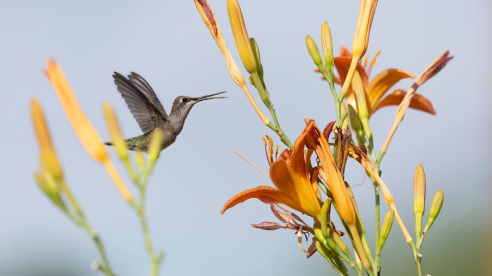 A female black chinned hummingbird hovers in front of a bright orange daylily with her pollen covered beak open in a chirp.