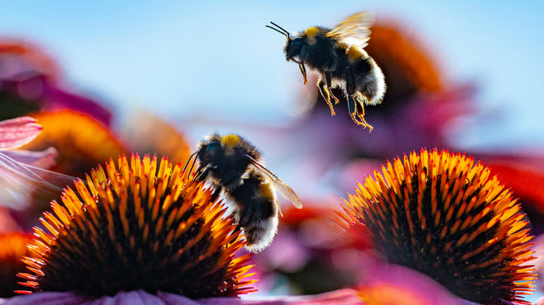 Bumblebees pollinating and foraging on coneflowers
