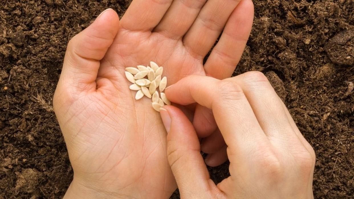 Young adult woman fingers taking cucumber seeds from palm for planting in fresh dark soil. Closeup. Preparation for garden season. Point of view shot.