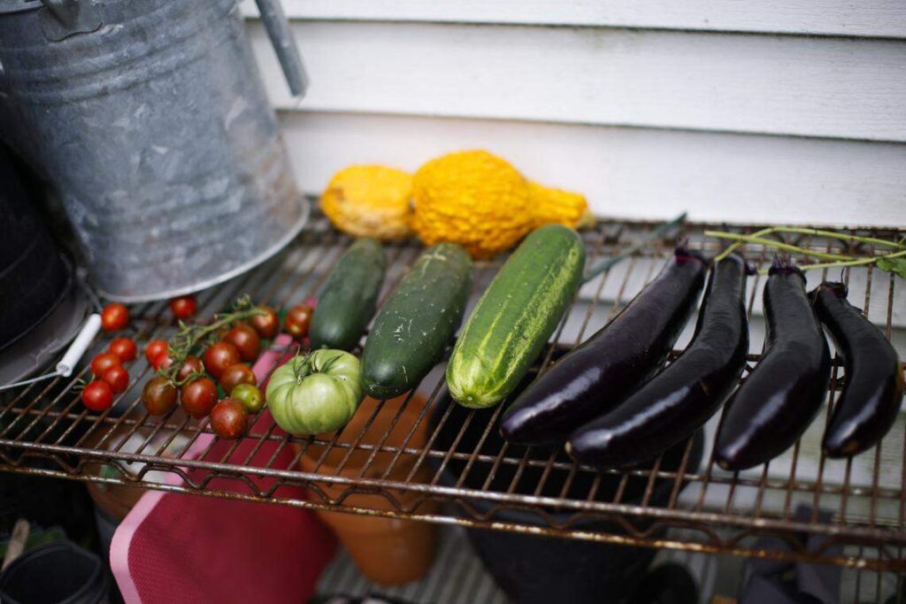 The Easiest Vegetables to Grow No Matter Where You Live—Even If You’re a Total Beginner Miami Herald