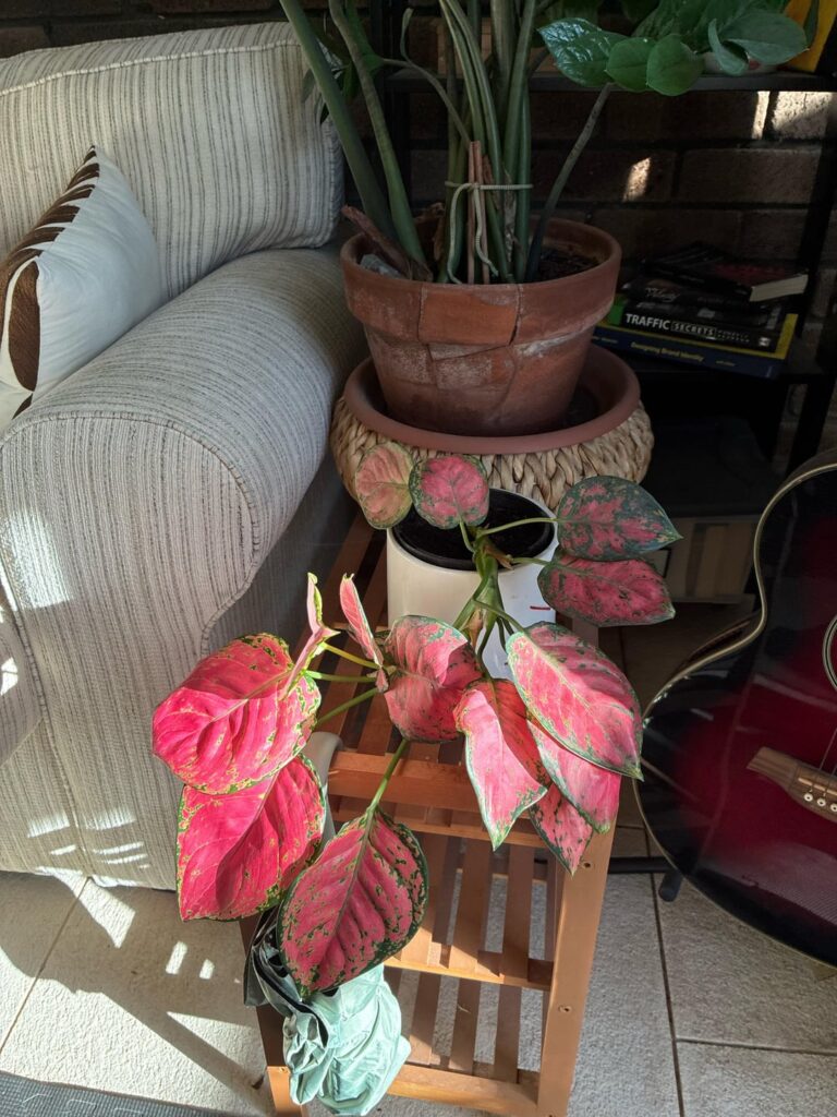 Do I upright this plant?