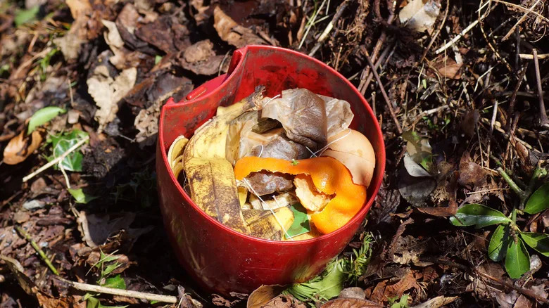 Used tea bags and other food scraps in a small red compost bucket sitting on the ground in a garden.