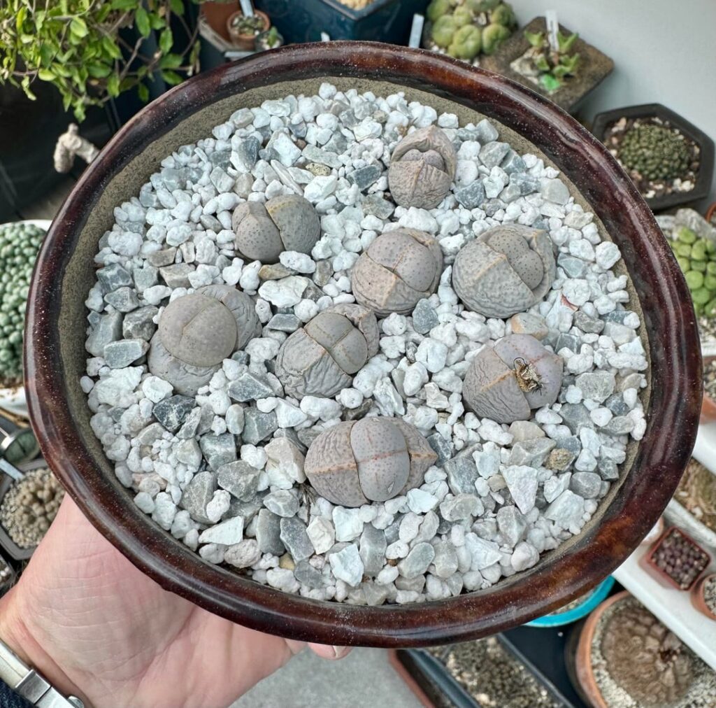 Dinteranthus wilmotianus in their new home! HAGWE everyone