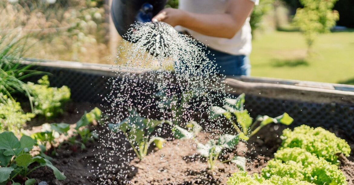 Plant 1 flower now in March for glorious blooms ‘until August’ Plant 1 flower now in March for glorious blooms 'until August'