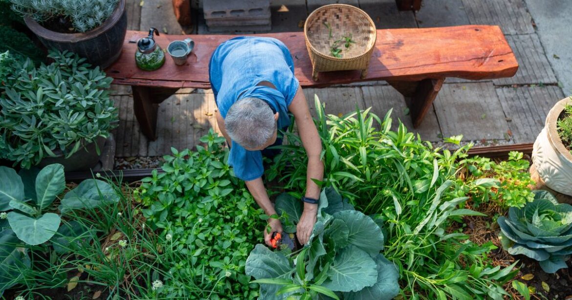 3 'no-drama' plants for shady garden spots where few plants thrive