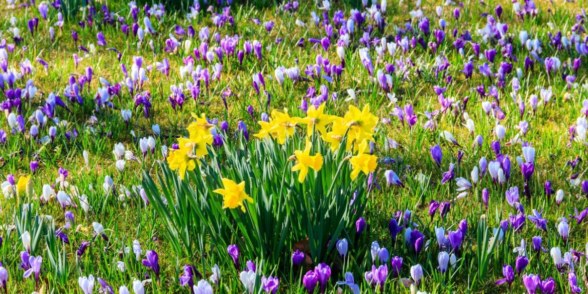 The Rule For Mowing The Lawn If You Have Spring Bulbs Growing In It The Rule For Mowing The Lawn If You Have Spring Bulbs Growing In It