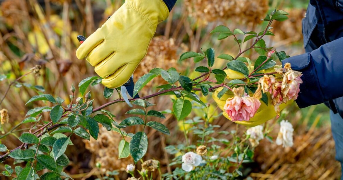 Monty Don urges gardeners to prune six plants in March for ‘lots of flowers’ Monty Don urges gardeners to prune six plants in March for ‘lots of flowers’
