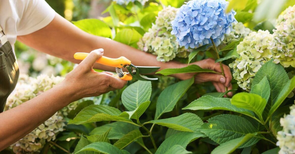 Five plants to prune ‘now’ or risk ‘disappointing summer’ Five plants to prune ‘now’ or risk ‘disappointing summer’