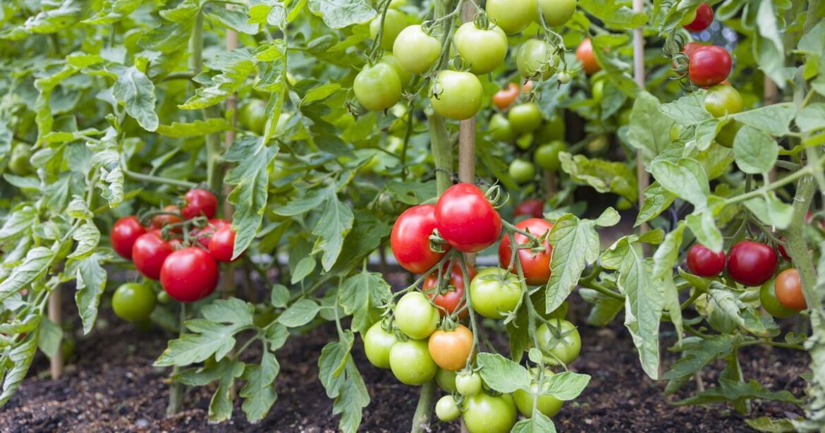 Gardener names top 8 crops and flowers to plant in March Gardener names top 8 crops and flowers to plant in March
