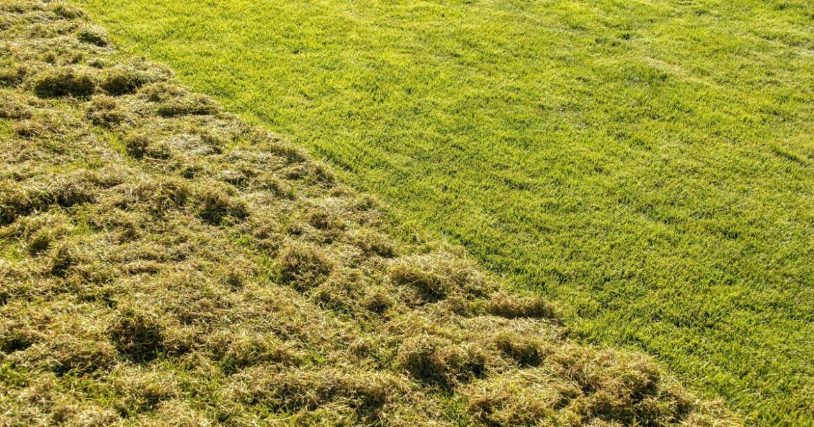Monty Don shares how to get rid of lawn moss and thicken grass Monty Don shares how to get rid of lawn moss and thicken grass
