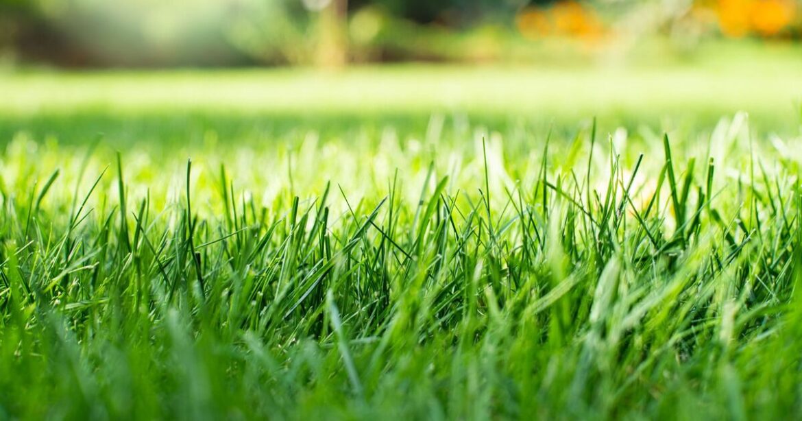 Garden lawns will grow back thicker if one March ‘rule’ is followed Garden lawns will grow back thicker if one March 'rule' is followed