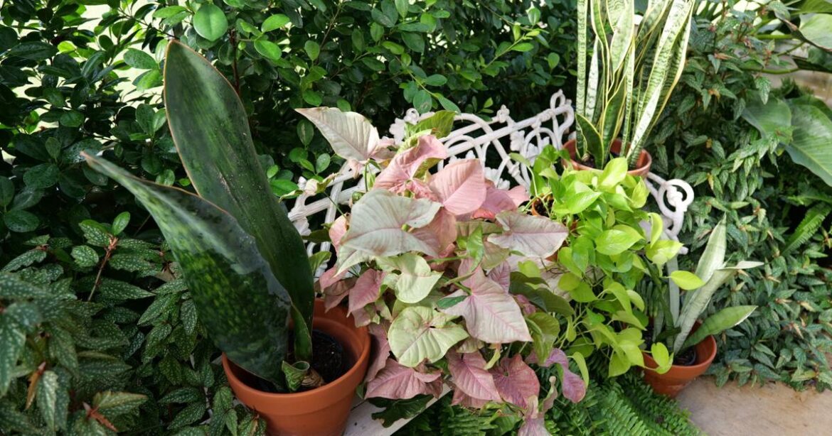 How to water house plants, and which vegetables thrive here | Home/Garden How to water house plants, and which vegetables thrive here | Home/Garden
