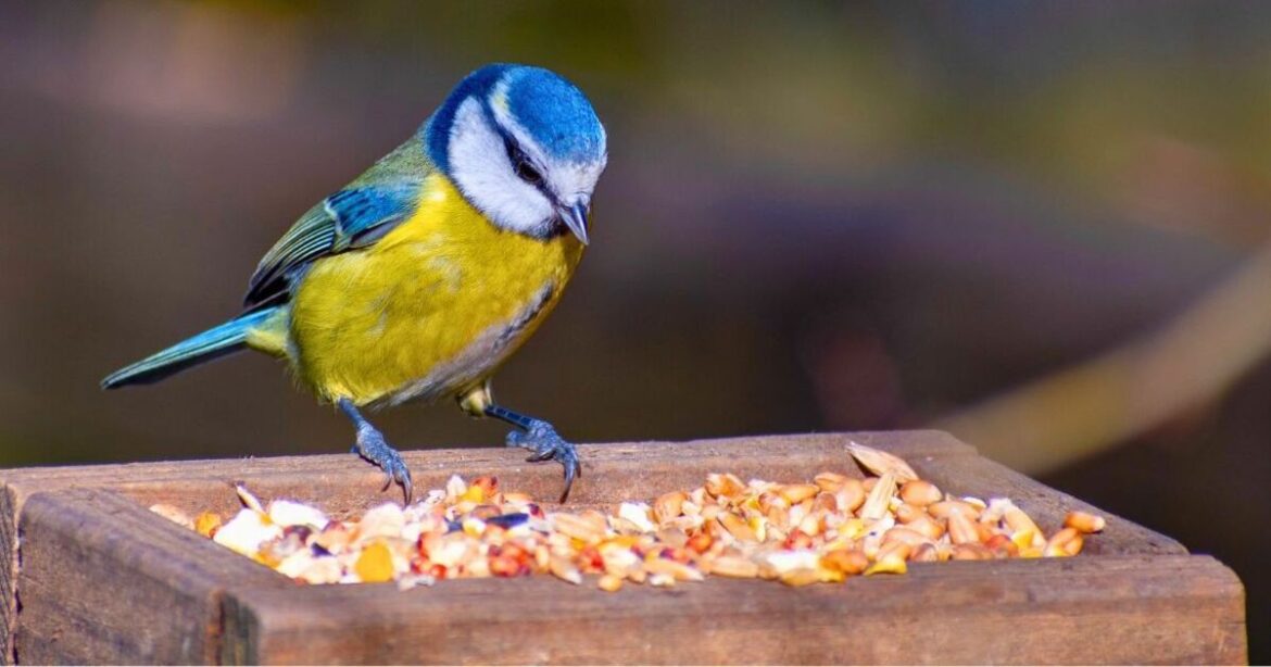 Gardeners urged to leave eggshells on bird tables throughout March
