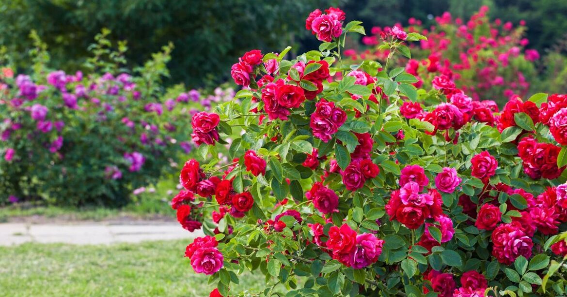 Roses will have 'better blooms' when key task is done in early March