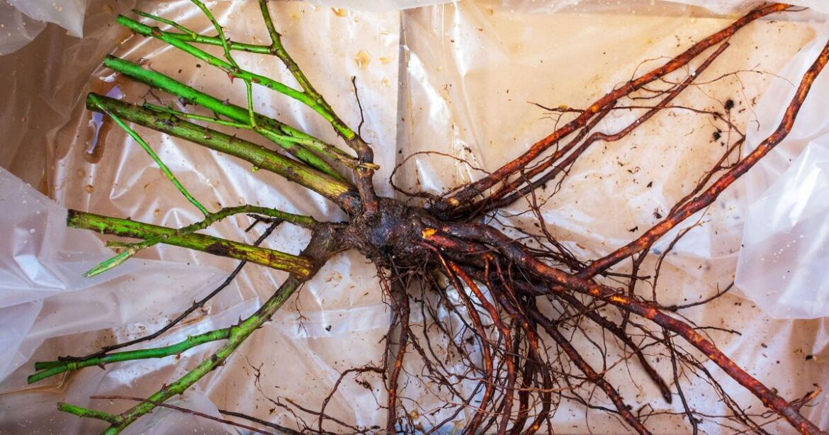 Gardeners urged to do one ‘key’ rose task now for thriving blooms