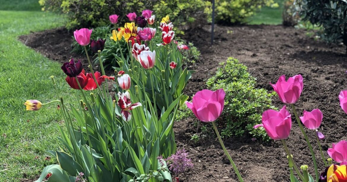 Garden flowerbeds will thrive in spring if 1 task is completed now Garden flowerbeds will thrive in spring if 1 task is completed now