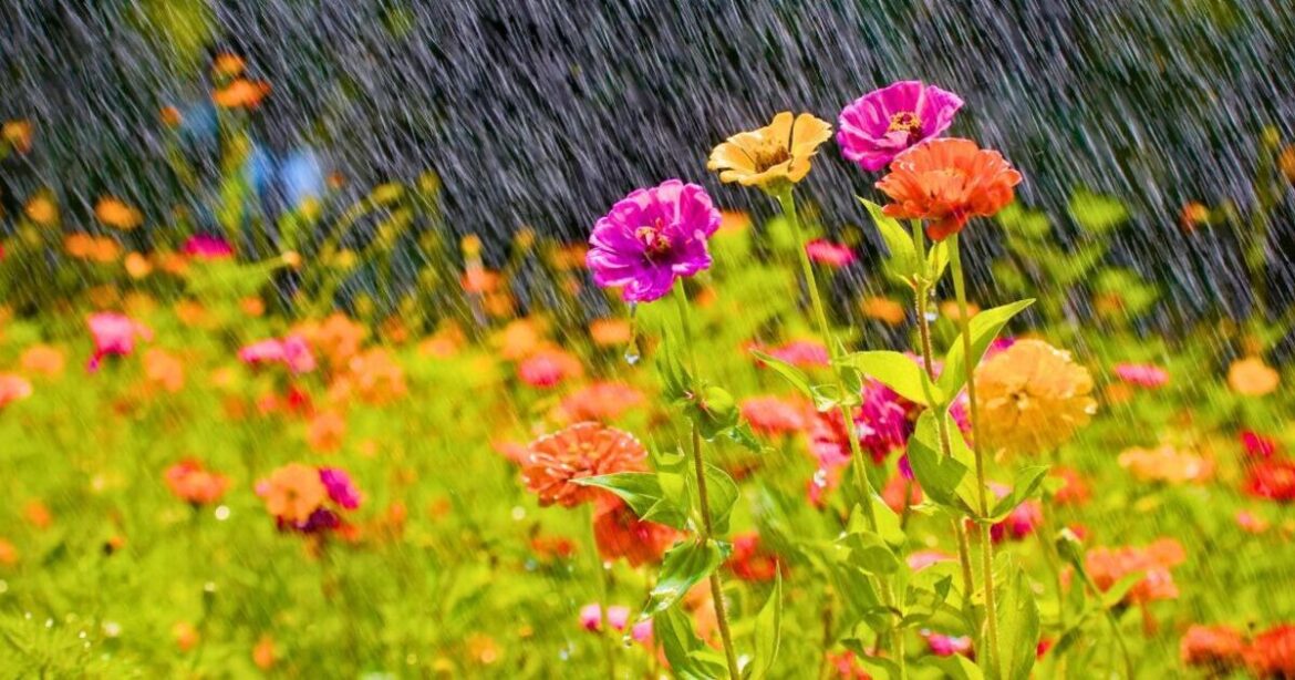 Monty Don urges gardeners to do three jobs in March to help gardens bloom