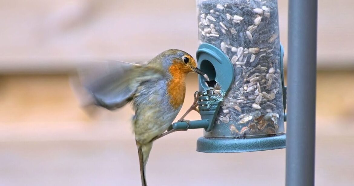 Where to keep bird feeders in gardens