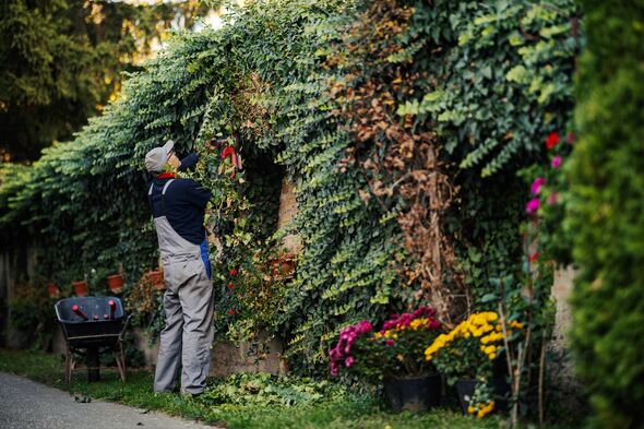 Mature adult man working in his garden, pruning and maintaining a vibrant green ivy wall with hand shears