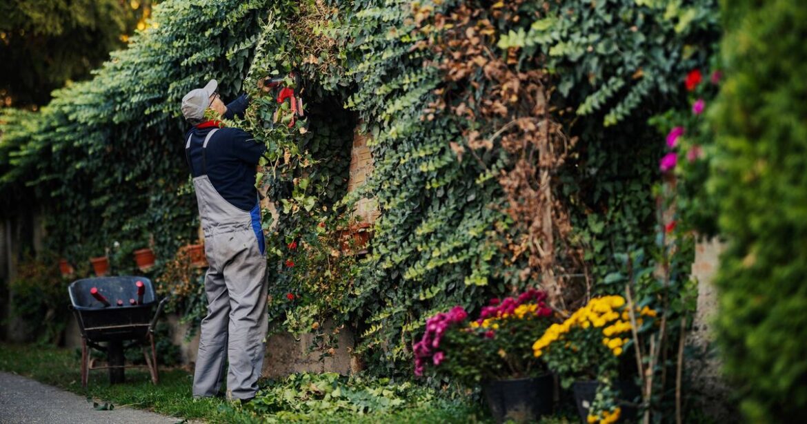 Hedge height rules in the UK and when neighbours can complain