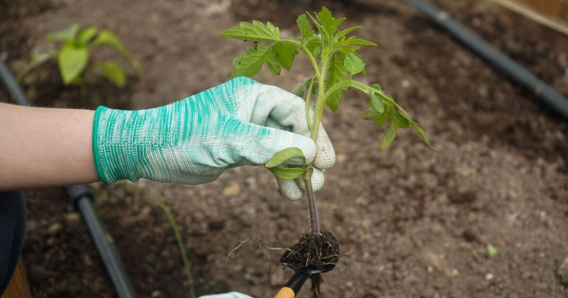 Tomatoes will be more flavourful when planted near common plants now