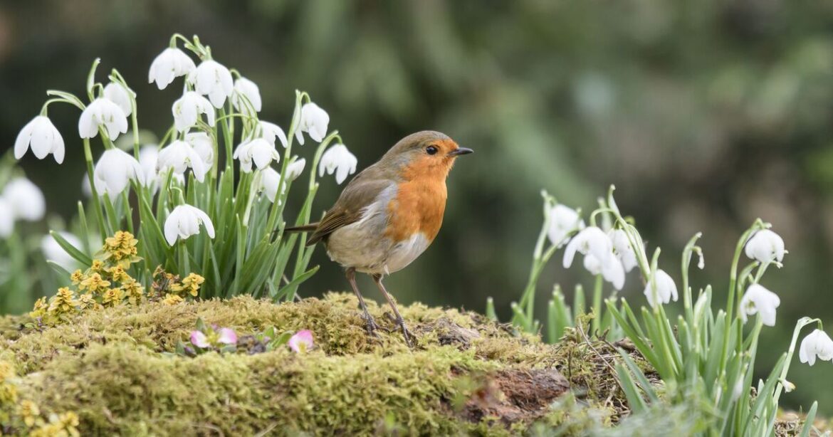 Robins will rush to your garden if you leave one food out in March