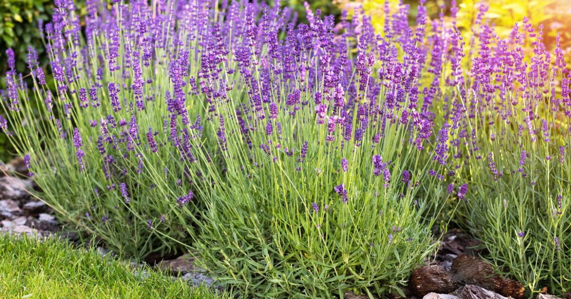 How to grow 'bigger and healthier' lavender in spring