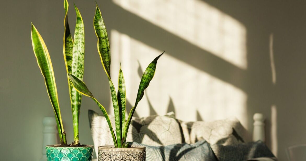 Three beautiful houseplants that boost your sleep