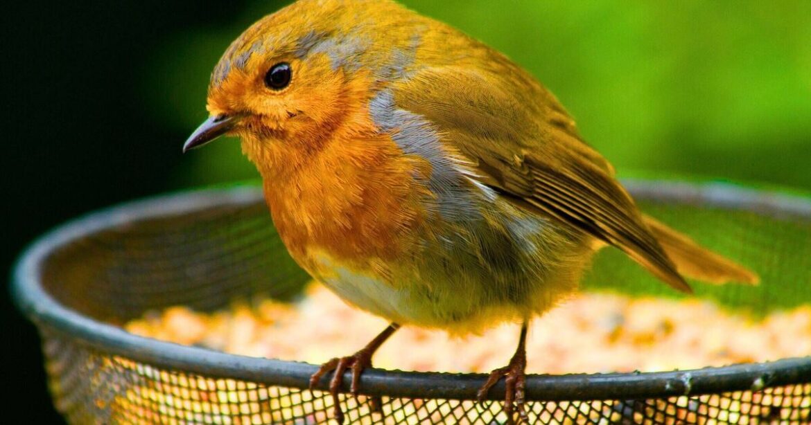 Britons warned against feeding garden birds one popular food this March