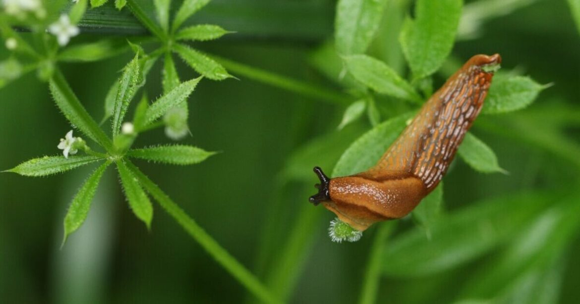 'Slug-ageddon' warning as UK wet weather risks huge surge in garden pests