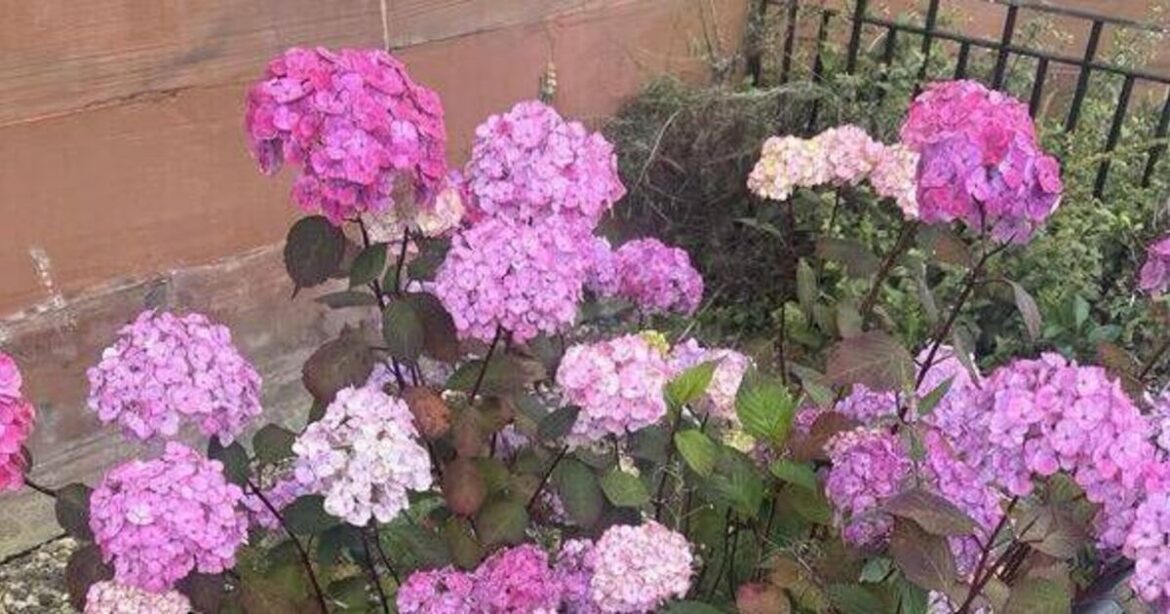 My hydrangeas grow more flowers every year thanks to Monty Don's March advice